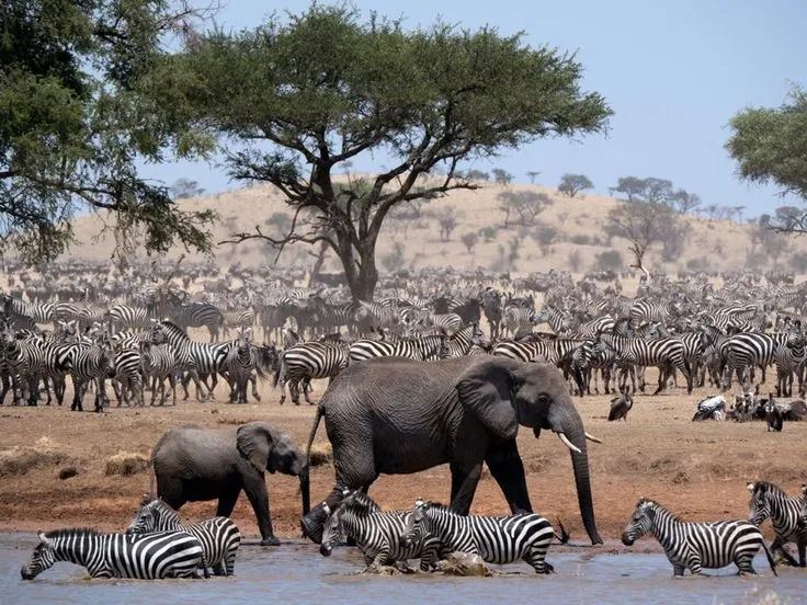 Tarangire safari - elephant herds
